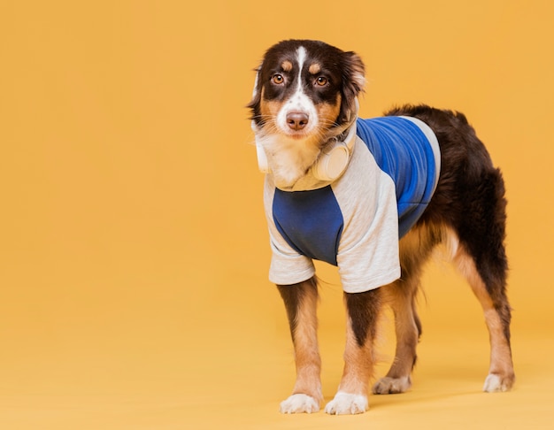 Foto gratuita simpatico cane con un costume