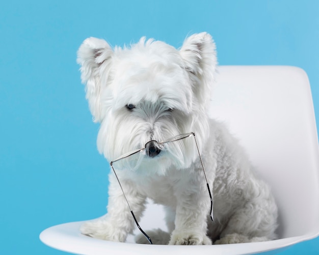 Бесплатное фото Милая собака в очках на носу