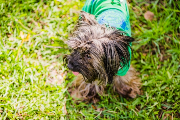 Симпатичная собака с зеленой футболкой
