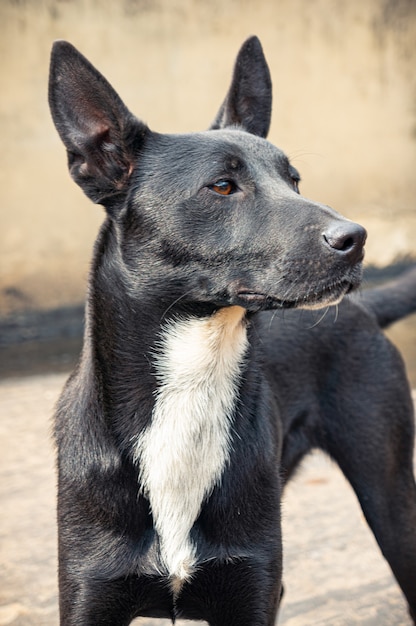 Free photo cute dog with its ears up in  bogotá colombia