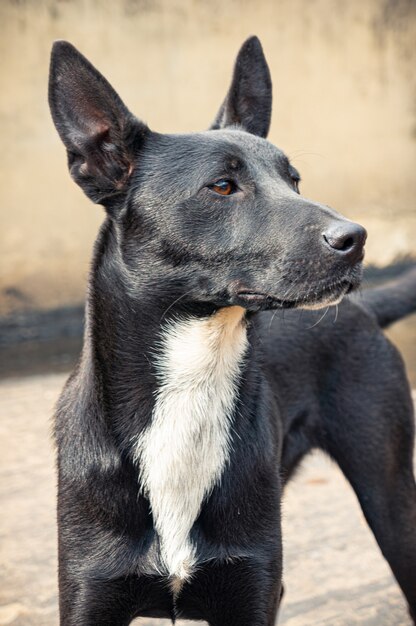 cute dog with its ears up in  bogotá Colombia