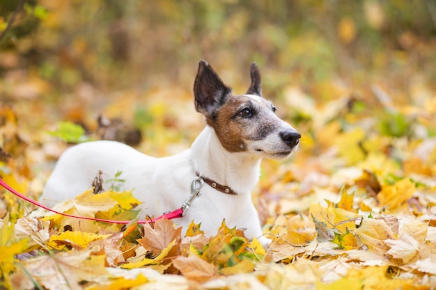 Free photo cute dog with leash laying in forrest