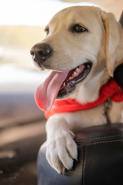 赤いバンダナのクローズアップとかわいい犬