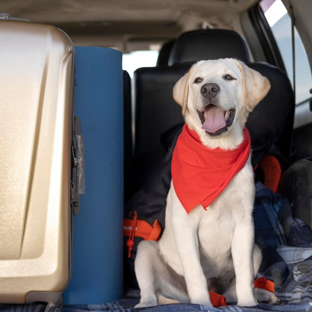 Cute dog with red bandana looking away