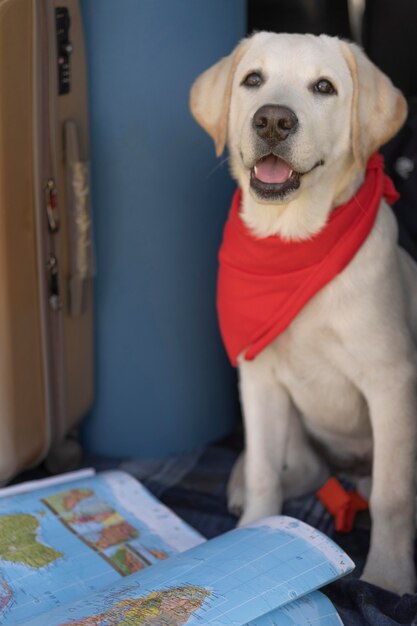 赤いバンダナと地図とかわいい犬