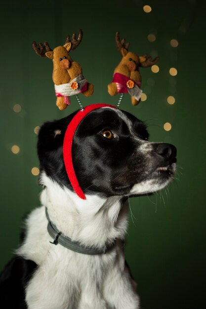 Cute dog with red crown with reindeers