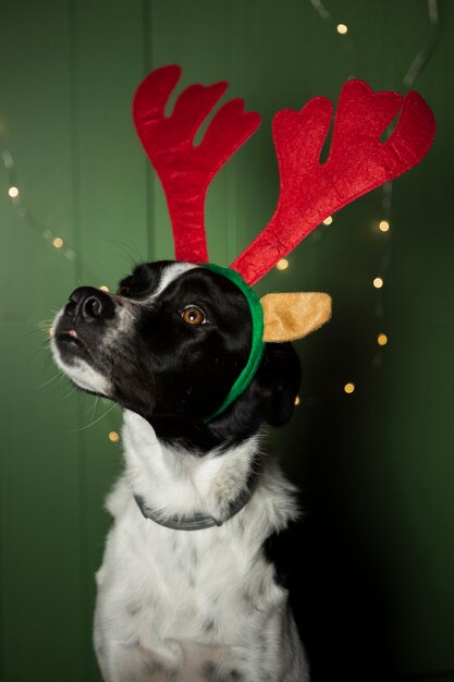 Cute dog with reindeer ears indoors