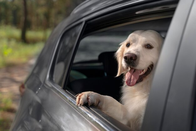 Cute dog with tongue out in car