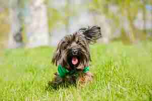 Free photo cute dog with tongue out