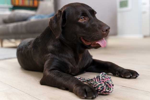 Cute dog with toy laying on floor