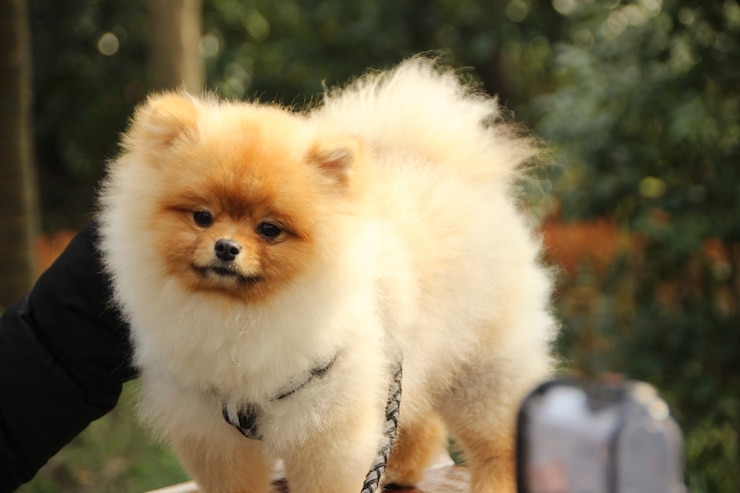 無料Photo かわいい犬
