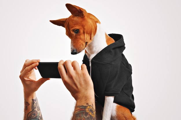 Cute doggie in casual streetwear clothes curiously watches a video on a black smartphone held by a man with tattooed arms