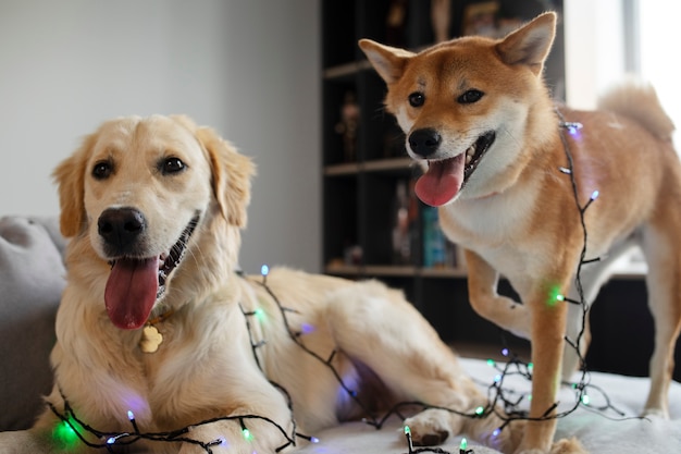 Cute dogs with lights on couch side view