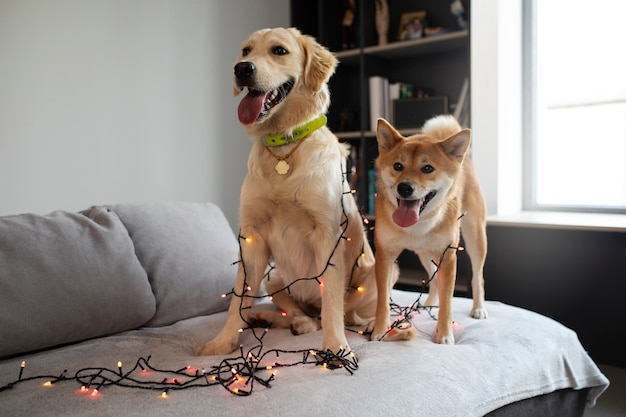 Cute dogs with lights on couch