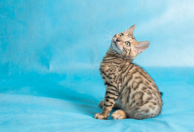 A cute domestic cat on sky blue sheets looking up with a funny look