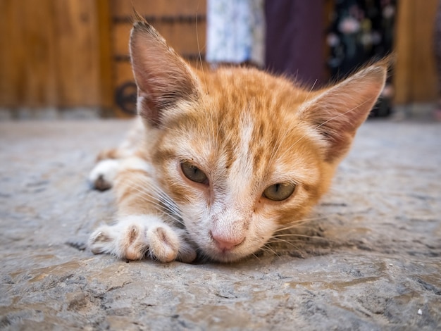 Cute domestic orange cat lying on the ground