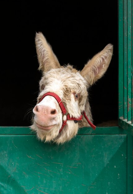 Cute donkey in stable country lifestyle