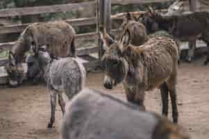 Free photo cute donkeys at the cattle farm