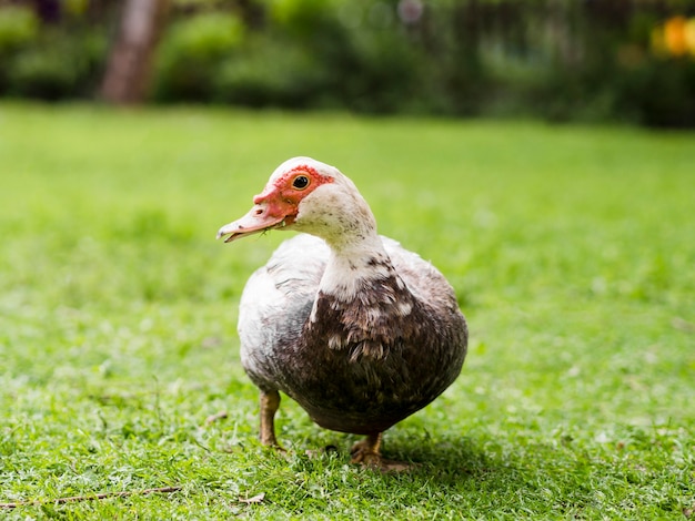 Cute duck walking outdoors