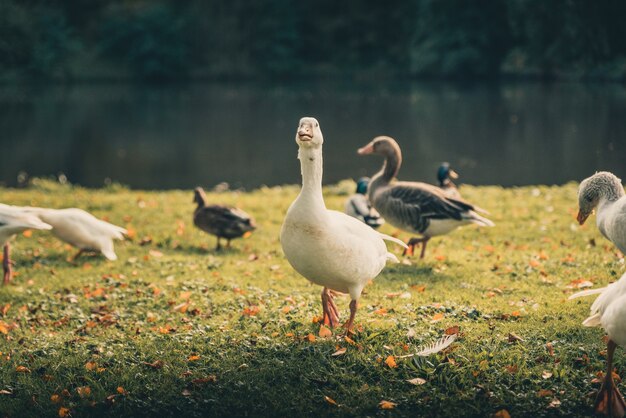 Cute ducks standing on the grassy ground near the lake