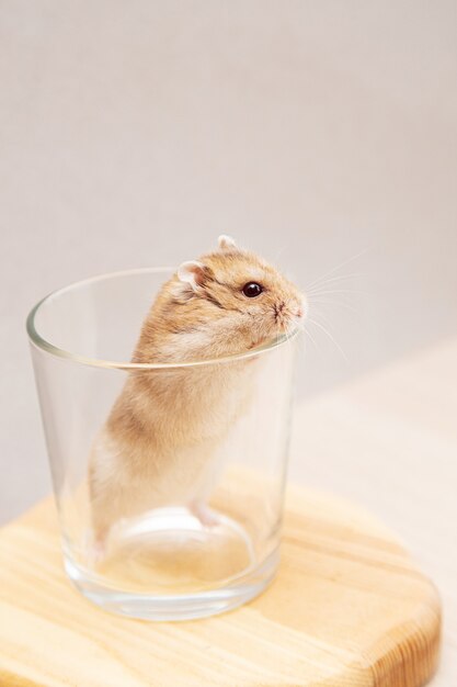 さまざまなナッツが入ったプレートのかわいい小さなハムスター プレミアム写真