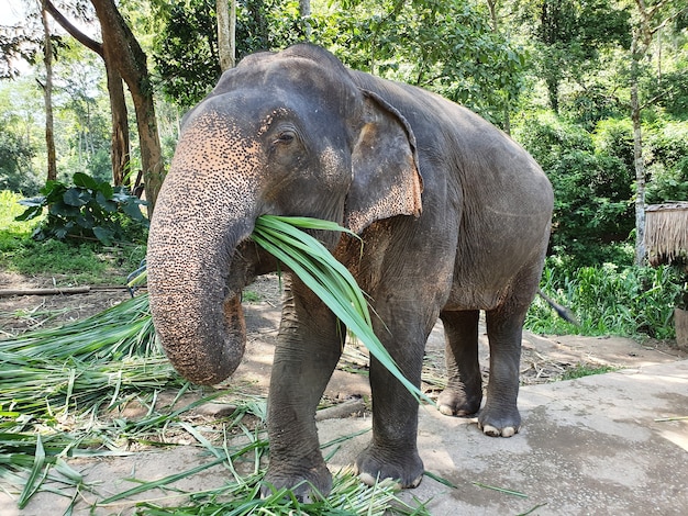 Милый слоник с зелеными листьями и хоботом гуляет по заповеднику