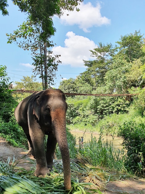 Foto gratuita elefante sveglio che cammina nella riserva