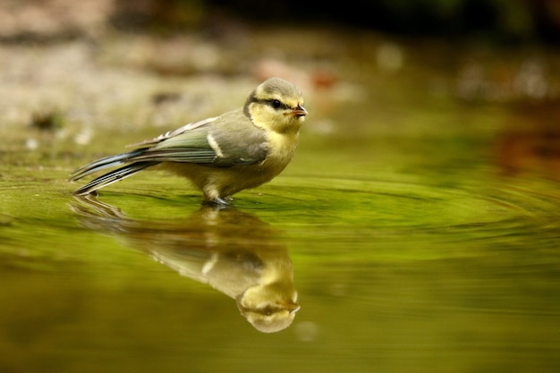 昼間に湖に映るかわいいヨーロッパのロビン鳥