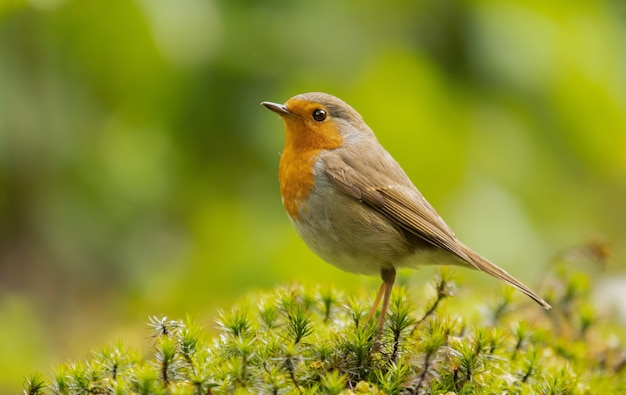 cute European robin during daylight