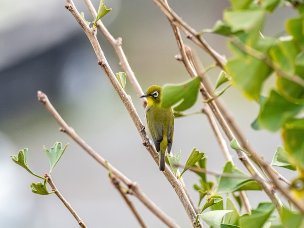 Cute exotic bird standing on a tree branch in the middle of the forest