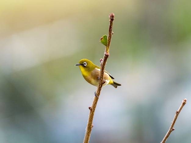 Free photo cute exotic bird standing on a tree branch in the middle of a forest