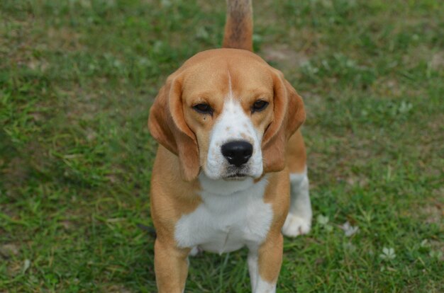 Cute face of a beagle sitting in grass.