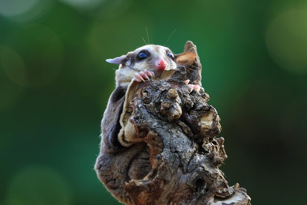 Cute face sugar glider on wood sugar glider closeup sugar glider climbing on wood