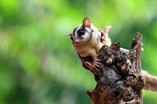 Cute face sugar glider on wood sugar glider closeup sugar glider climbing on wood