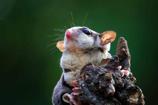 Cute face sugar glider on wood