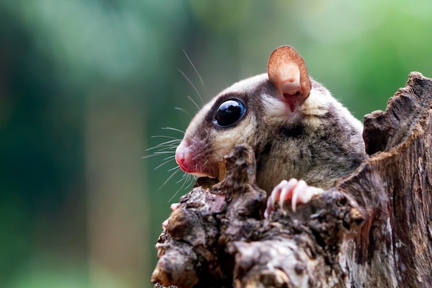 Free photo cute face sugar glider on wood