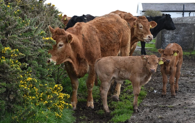 イギリスのクラスターに立っているかわいい牛の家族。