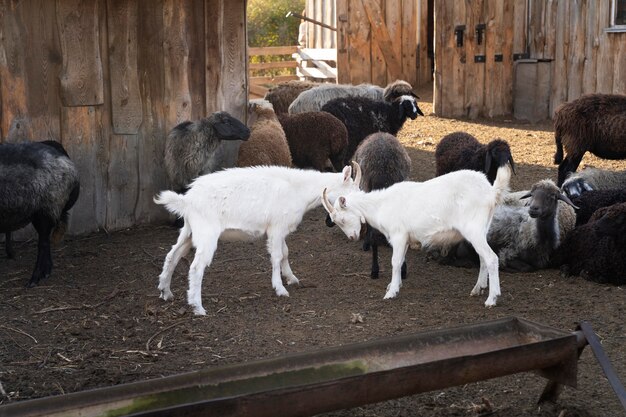Cute farm animals group