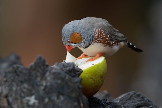 Cute finch bird eating pear standing on rock formations on a blurred