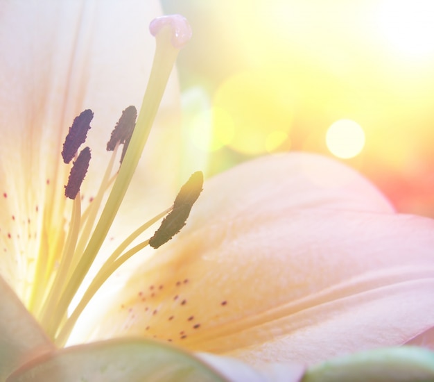 Foto gratuita fiore del giglio con effetto vintage