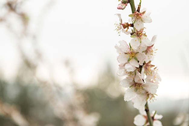 Cute flowering twig