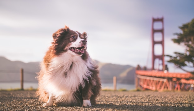 Cute fluffy Australian Shepherd puppy with the Golden Gate Bridge