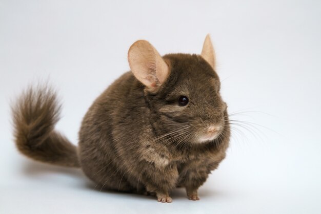 白い壁にかわいいふわふわの茶色のチンチラ ペットの齧歯動物 プレミアム写真