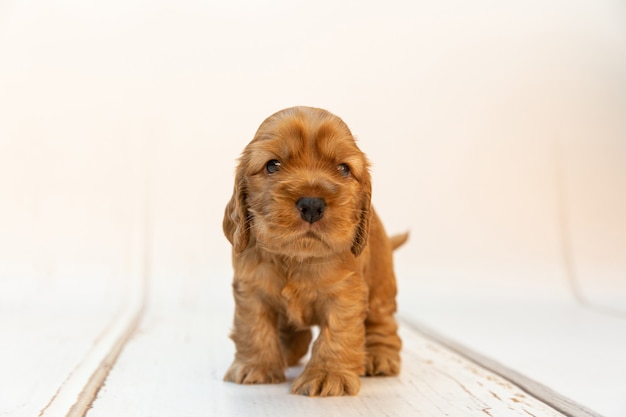 Симпатичный и пушистый щенок английского кокер-спаниеля, стоящий на деревянной белой поверхности
