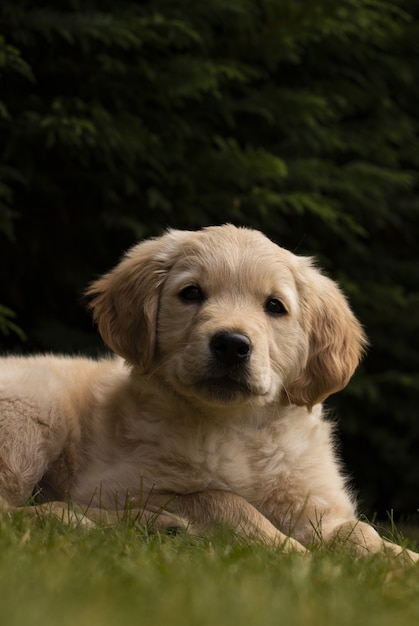 Cute fluffy golden retriever sitting on the grass in the park