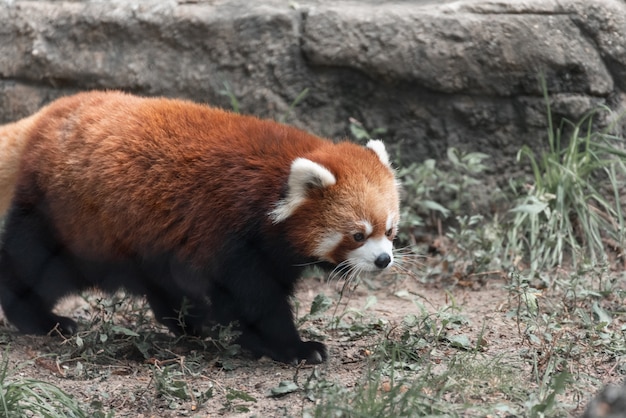 Cute fluffy red panda walking in the middle of the forest