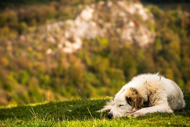 Cute fluffy shepherd dog lying on green grass with rocky mountains in the background