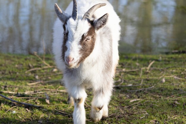 Cute fluffy white and brown goat walking towards the camera