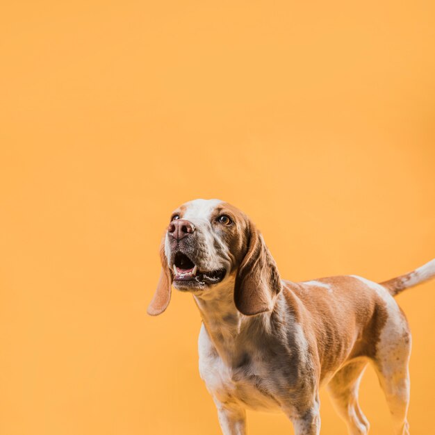 見上げるかわいい集中犬