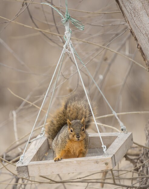 Free photo cute fox squirrel swinging in a feeding box